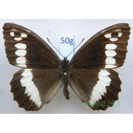 Brintesia circe (Fabricius, 1775) Czech50g